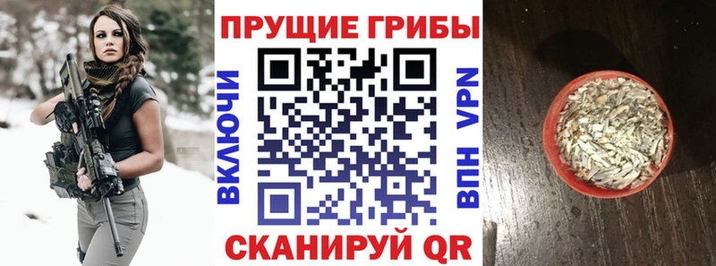 дарк нет клад  ссылка на мегу зеркало  Гаджиево  Галлюциногенные грибы Psilocybine cubensis 